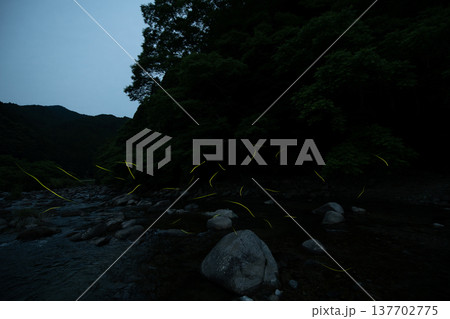 三重県　ホタルの舞う風景・夏イメージ 137702775