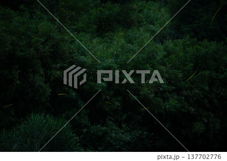 三重県 ホタルの舞う風景・夏イメージ 三重県 ホタルの舞う風景・夏イメージ 137702776