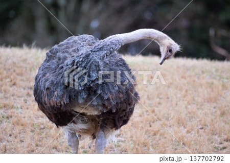 首を曲げて足元を見るダチョウ 首を曲げて足元を見るダチョウ 137702792