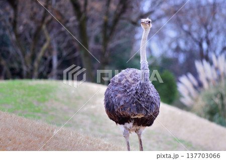 遠くに春の到来を望むダチョウ 遠くに春の到来を望むダチョウ 137703066
