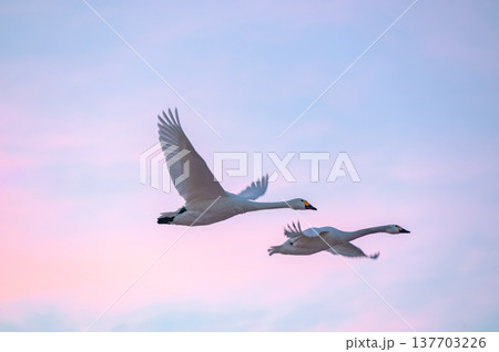 夜明けの大空を羽ばたく白鳥【御宝田遊水池にて】 137703226