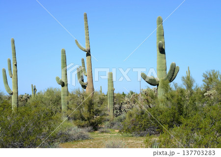 Central and Bleak Sonora Desert Arizona Central and Bleak Sonora Desert Arizona 137703283