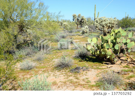 Central and Bleak Sonora Desert Arizona 137703292