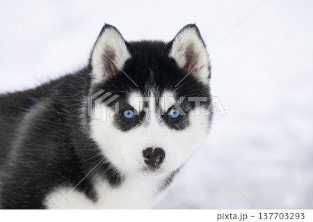 A focused portrait of a Husky puppy showing a calm and serious facial expression. Its signature blue eyes stand out against the black and white facial mask. 137703293