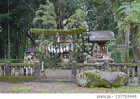 苔むした鳥居と歴史ある神社の小さな祠 漁師町の森に佇む神域の風景 137703440