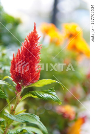 ケイトウ　鮮やかな赤の花穂が映えるクローズアップ 137703534