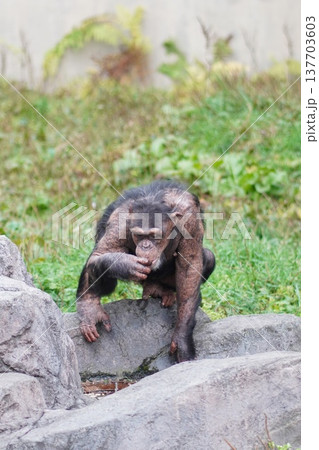 チンパンジー　岩の上でくつろぐ表情豊かな姿 137703603