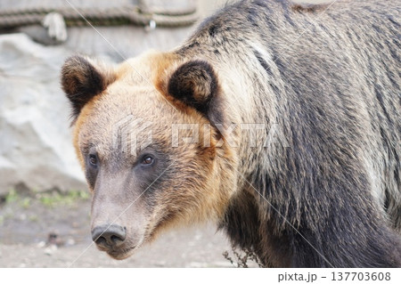 ヒグマ　間近で捉えた迫力の表情 137703608