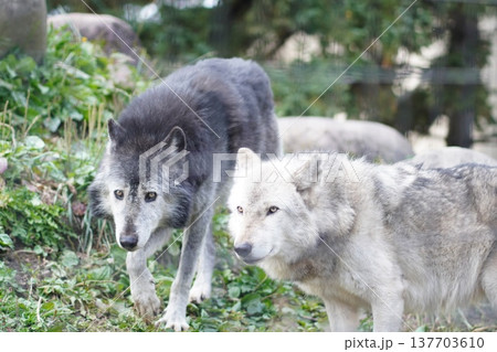 オオカミ夫婦 グレーと白が並ぶ野生の眼差し オオカミ夫婦 グレーと白が並ぶ野生の眼差し 137703610