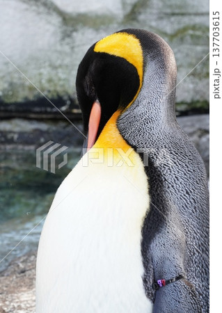キングペンギンの羽繕い　くちばしのクローズアップ 137703615