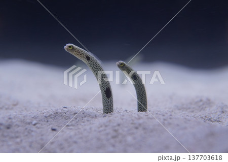 チンアナゴペア 砂の中からひょっこり顔を出す チンアナゴペア 砂の中からひょっこり顔を出す 137703618