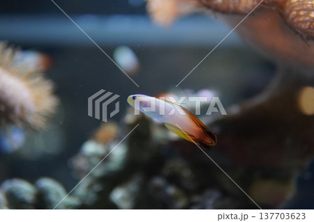 ファイアーフィッシュ　珊瑚礁を優雅に泳ぐ 137703623