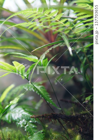 テラリウムの植物　みずみずしいシダのクローズアップ 137703655