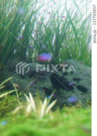 ネオンテトラ　水草の間を泳ぐ宝石のような小魚 137703657