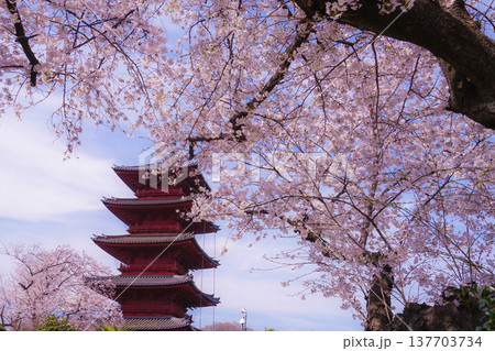満開の桜と五重塔 137703734