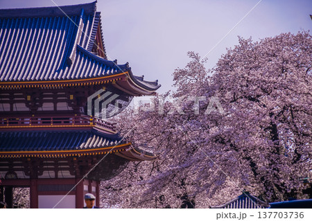 池上本門寺の満開の桜 137703736