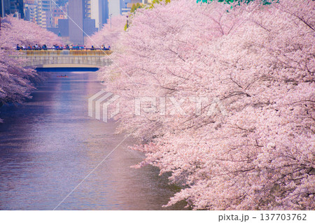 目黒川の満開の桜 137703762