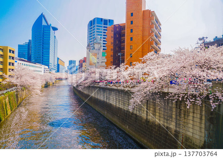 目黒川の満開の桜 137703764
