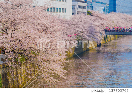 目黒川の満開の桜 目黒川の満開の桜 137703765