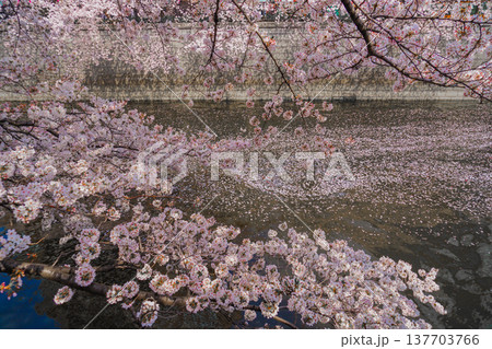 目黒川の満開の桜 137703766