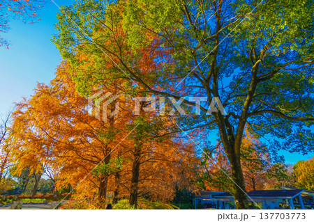鮮やかに色づく木々 137703773
