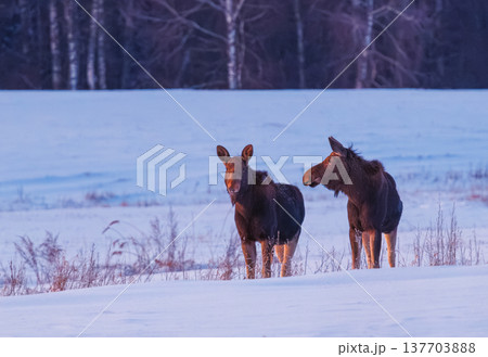 Two mooses in the snowy landscape at winter 137703888
