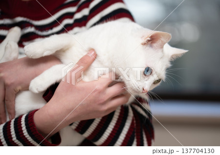 飼い主に抱かれた白い猫 137704130
