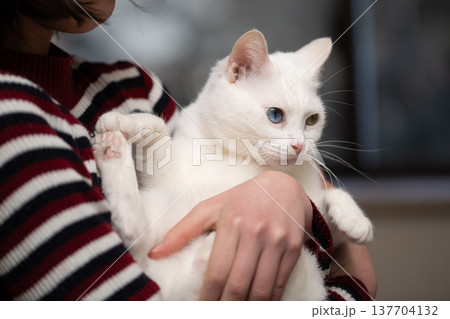 飼い主に抱かれた白い猫 飼い主に抱かれた白い猫 137704132