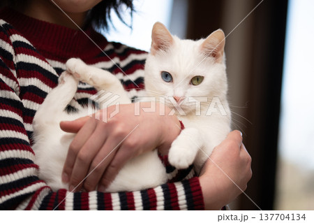 飼い主に抱かれた白い猫 飼い主に抱かれた白い猫 137704134