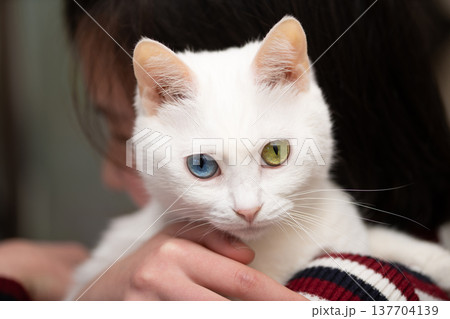 飼い主に抱かれた白い猫 飼い主に抱かれた白い猫 137704139