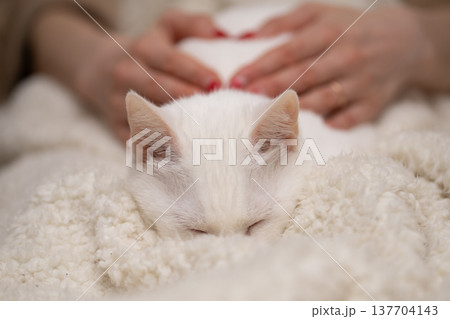 飼い主に撫でられながら眠る猫 飼い主に撫でられながら眠る猫 137704143