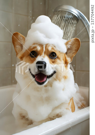 Happy corgi dog taking a shower with foam in the bathroom. Pet care product advertising, illustration for veterinary or grooming salons, humorous cards, calendars 137704492