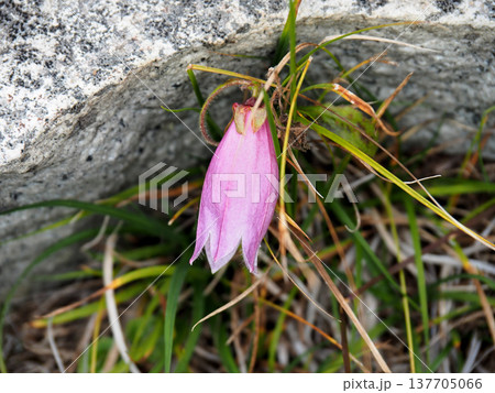 【山の風景】山梨県・鳳凰山の花・ホタルブクロ（蛍袋） 137705066