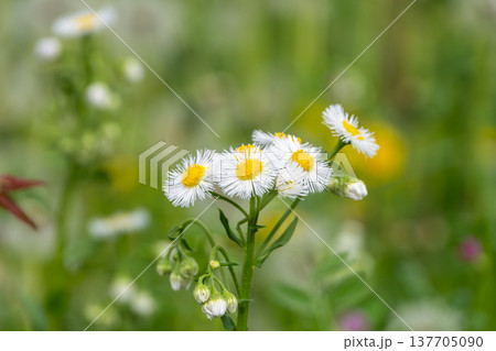 野原に咲く可憐なハルジオンの花 137705090