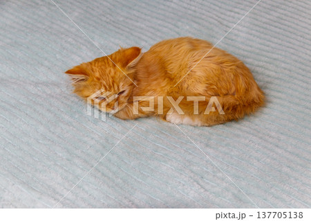 Ginger cat on a bed at home Ginger cat on a bed at home 137705138