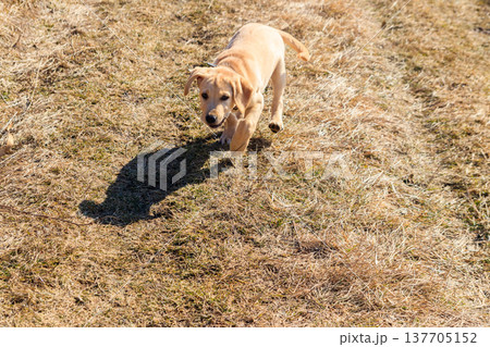 Cute labrador retriever puppy running on a meadow 137705152