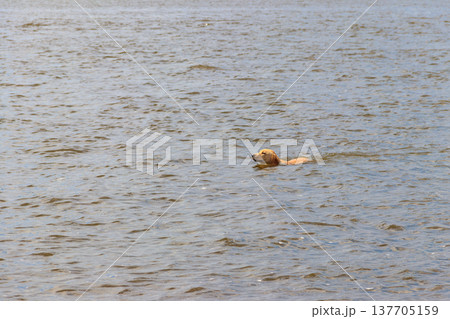 Cute labrador retriever puppy swimming in a river 137705159