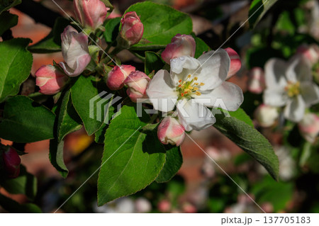 White blossom of apple tree at spring 137705183