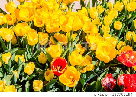 Large flowerbed of yellow tulips in the park at spring 137705194