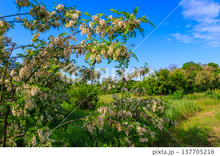 White acacia flowers closeup (Robinia pseudoacacia). Acacia tree bloom 137705216