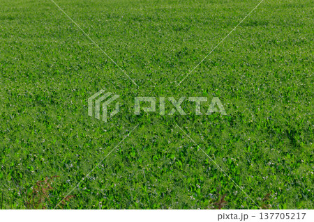 View of the green pea field at spring View of the green pea field at spring 137705217
