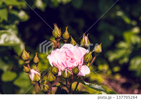淡いピンクの薔薇とたくさんの蕾が並ぶ初夏の庭 淡いピンクの薔薇とたくさんの蕾が並ぶ初夏の庭 137705264