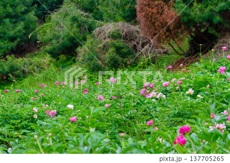 新緑の山あいに群生するピンクの芍薬の花畑 新緑の山あいに群生するピンクの芍薬の花畑 137705265