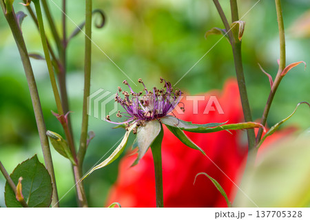 咲き終わりの赤いバラと中心部のクローズアップ 137705328