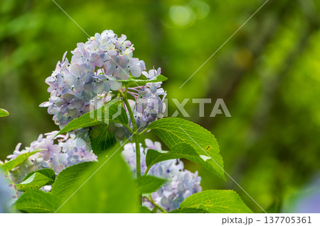 梅雨の彩りを感じさせる爽やかな青いアジサイ 137705361