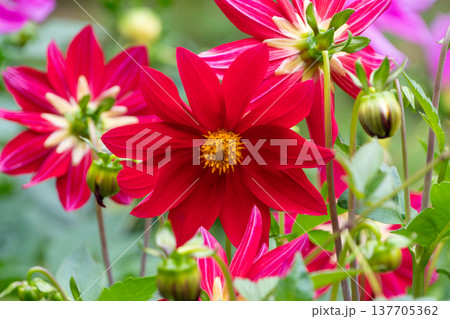 庭園を華やかに彩る情熱的な赤いダリア 137705362