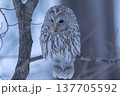 冬の森の枝に止まるエゾフクロウ 137705592