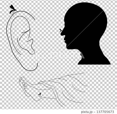 Mosquito feeding on human skin near ear nose and foot highlighting insect bite and health danger 137705673