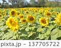 Colorful sunflowers in a flower field on a sunny day with nature background 137705722