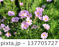 Colorful flowers are blooming fresh in the morning of spring garden with soft sunlight. 137705727